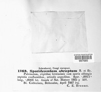 Bactrodesmium abruptum image